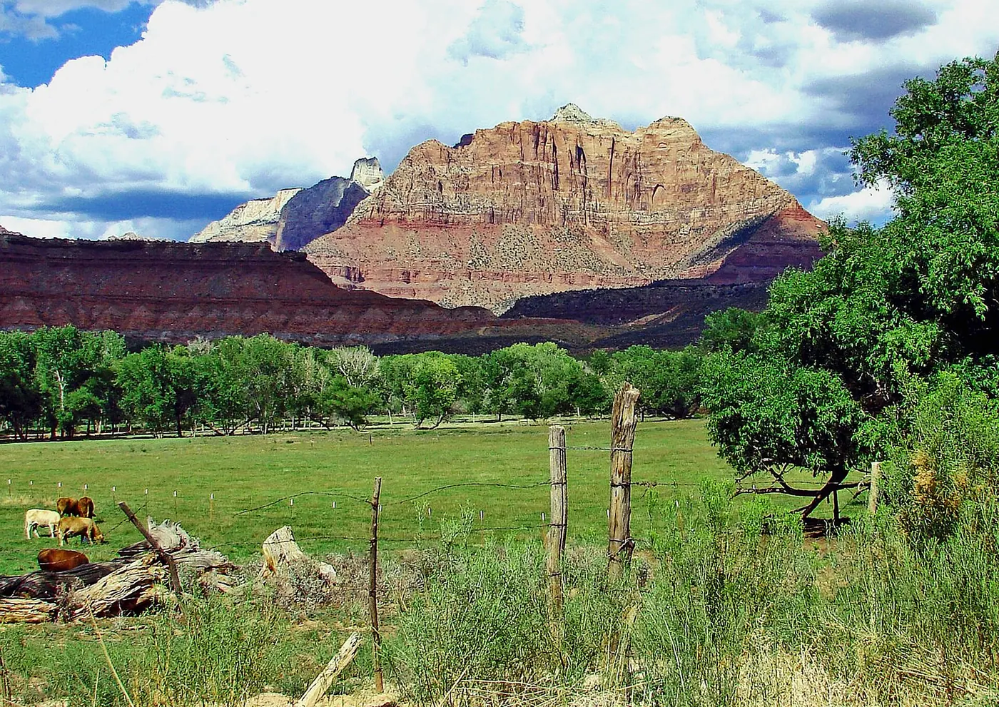 Green pasture with grazing cattle below red cliffs near Grafton in Washington County, Utah