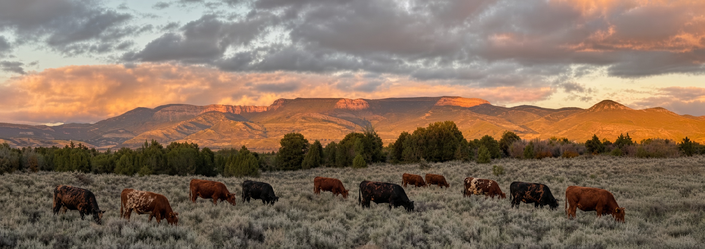 Cattle grazing sagebrush at sunset, with red cliffs glowing behind them in southern Utah